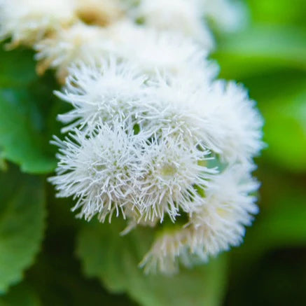 Ageratum Ball White Flower Seeds for Planting - Heirloom & Non-GMO garden seeds