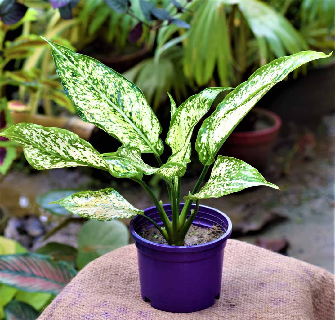 Aglaonema Green Plant Seeds for Planting 100 pcs