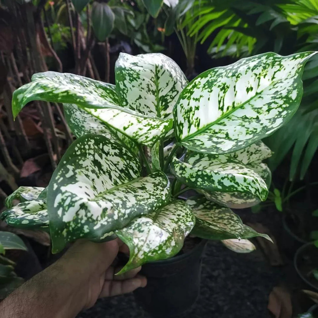 Aglaonema Green Plant Seeds for Planting 100 pcs