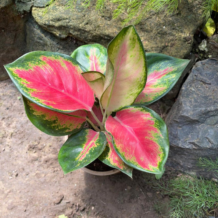 Aglaonema Plantefrø Grøn Rød til udplantning 100 stk