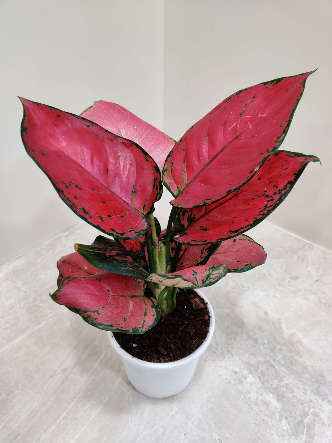 aglaonema seeds for sale Heirloom Non-GMO Aglaonema Plant Seeds for Planting – Decorative Low-Light Foliage for Indoor Gardens