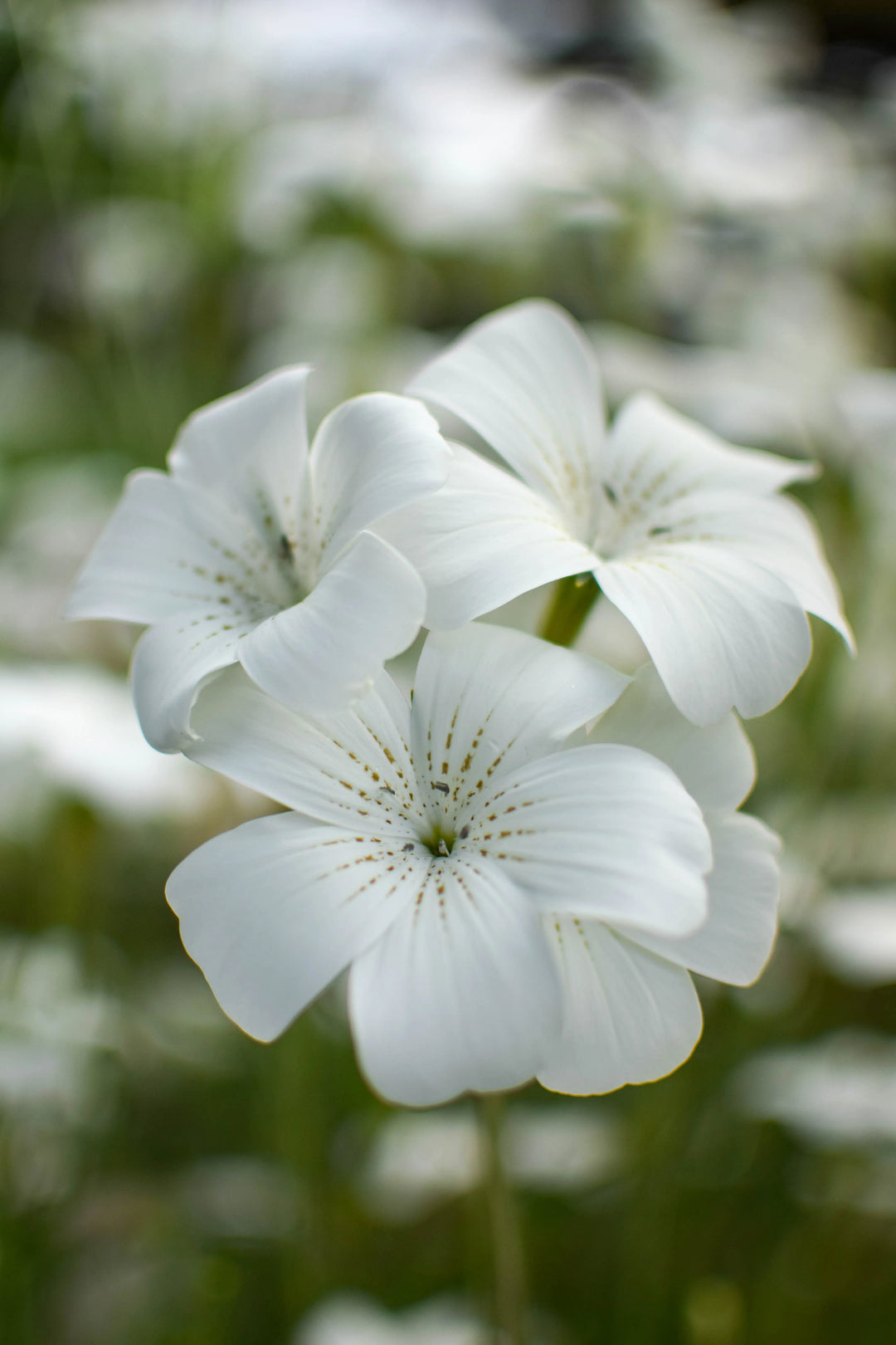 Agrostemma Ocean Pearl blomsterfrø til plantning, arvestykke frø -100 stk.