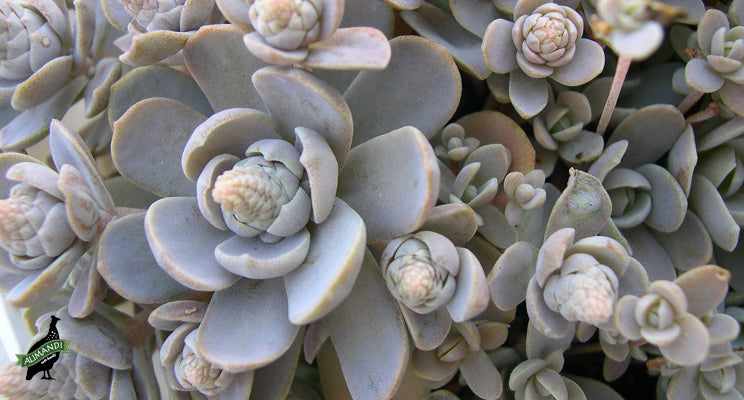 Orostachys Flower Seeds – Heirloom, Non-GMO, High Germination Organic Garden Seeds for Planting