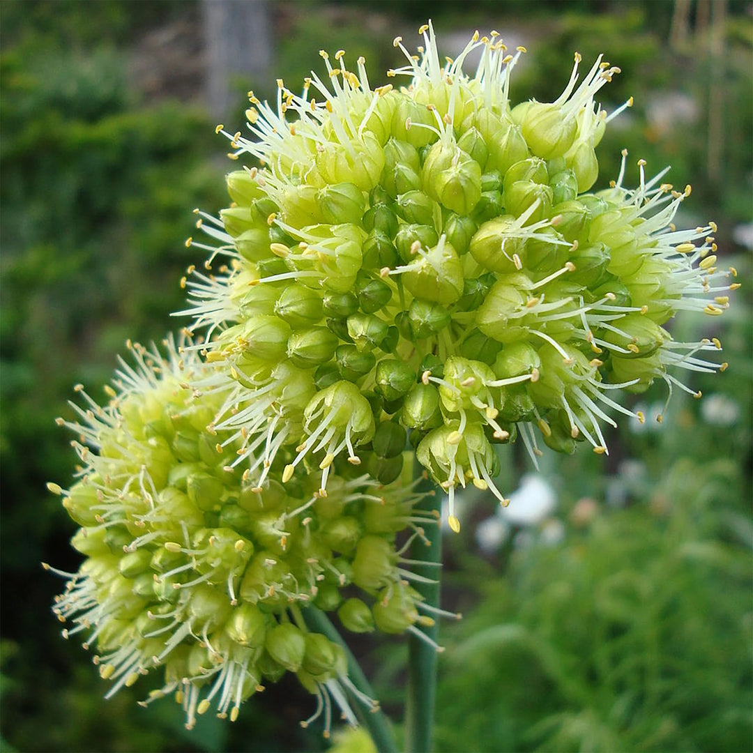 Allium Obliquum Flower Seeds – Heirloom Non-GMO Seeds for Planting Ornamental Yellow Globe Alliums in Home Gardens