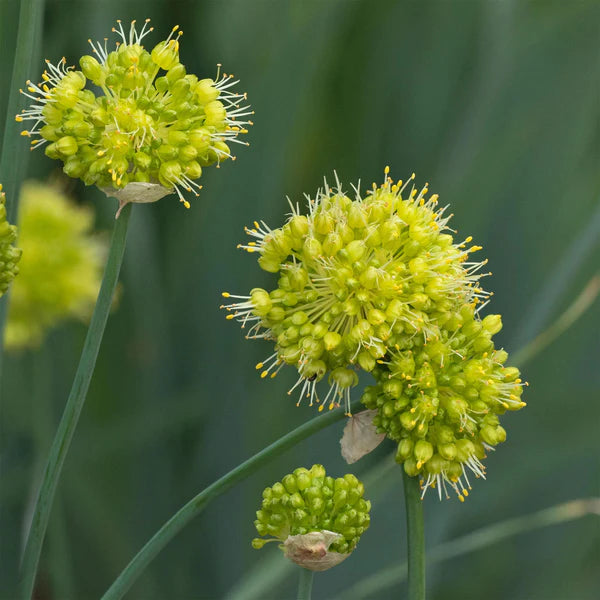 Allium Obliquum Flower Seeds – Heirloom Non-GMO Seeds for Planting Ornamental Yellow Globe Alliums in Home Gardens