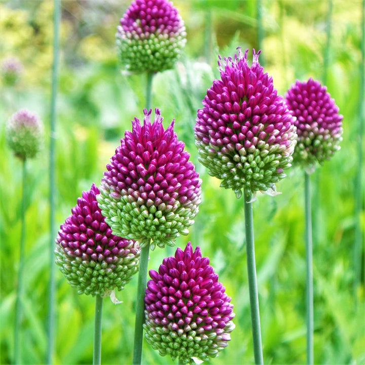 Allium Sphaerocephalon Flower Seeds – Drumstick Allium, Heirloom, Non-GMO Seeds for Planting in Gardens