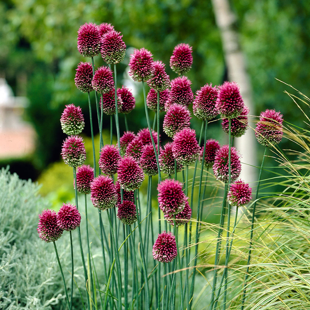 Allium Sphaerocephalon Flower Seeds – Drumstick Allium, Heirloom, Non-GMO Seeds for Planting in Gardens