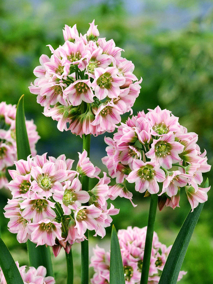 Allium Tripedale (Pink Honey Garlic) Flower Seeds for Planting - Heirloom & Non-GMO  Seeds