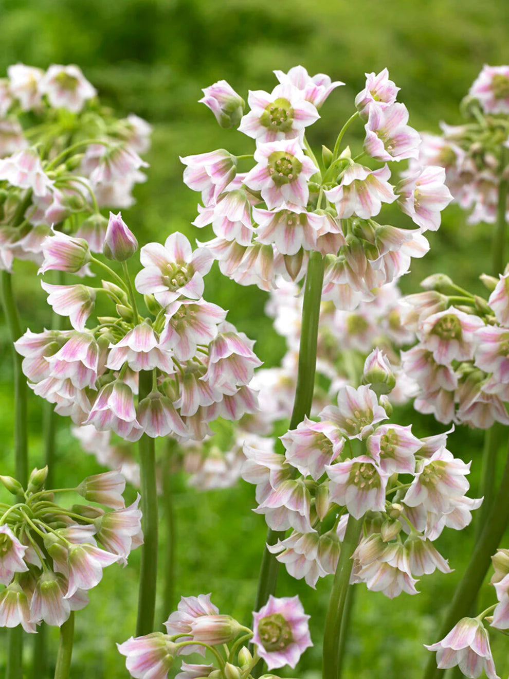 Allium Tripedale (Pink Honey Garlic) Flower Seeds for Planting - Heirloom & Non-GMO  Seeds