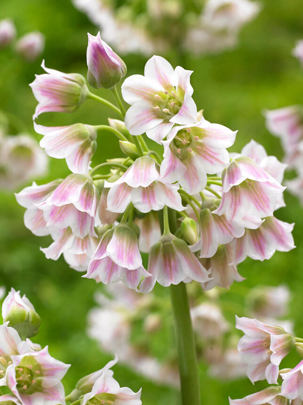 Allium Tripedale (Pink Honey Garlic) Flower Seeds for Planting - Heirloom & Non-GMO  Seeds