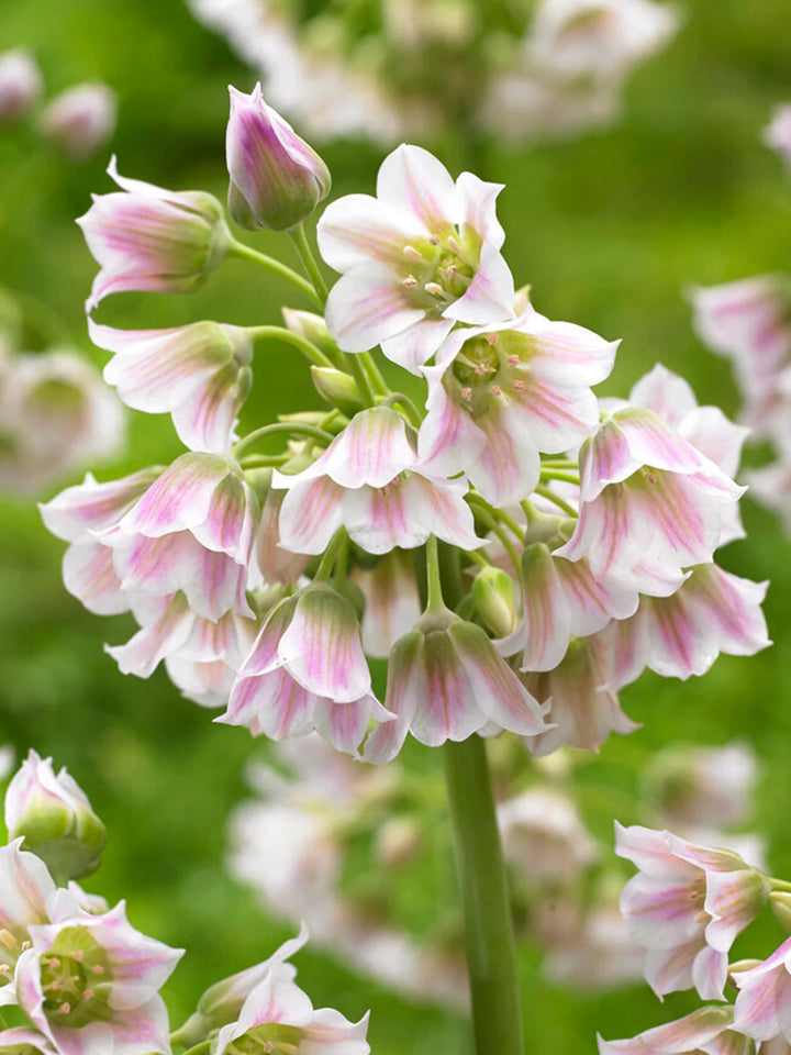 Allium Tripedale (Pink Honey Garlic) Flower Seeds for Planting - Heirloom & Non-GMO  Seeds