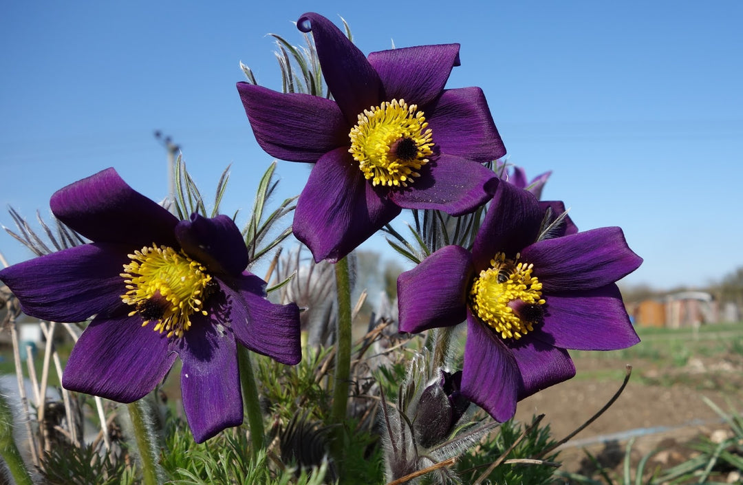 Pasque Flower Seeds for Planting, Fresh, 100 pcs