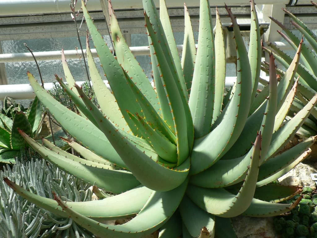 Green Claviflora Jackal’s Plant Seeds for Planting- Unique Garden Collection