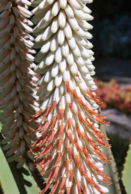 Aloe Ferox Hvide plantefrø til udplantning 100 stk