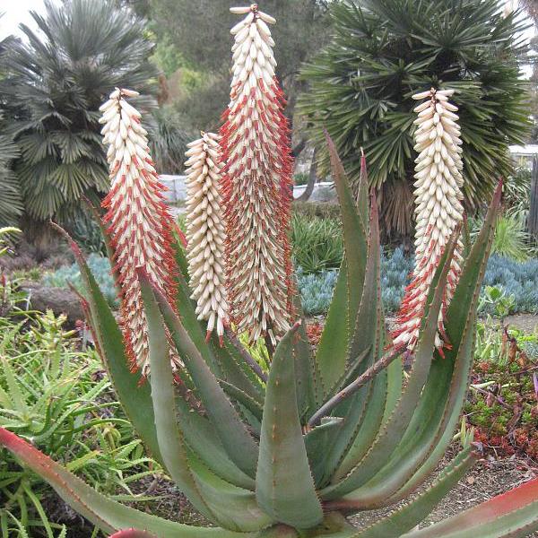 Aloe Ferox White Plant Seeds for Planting 100 pcs