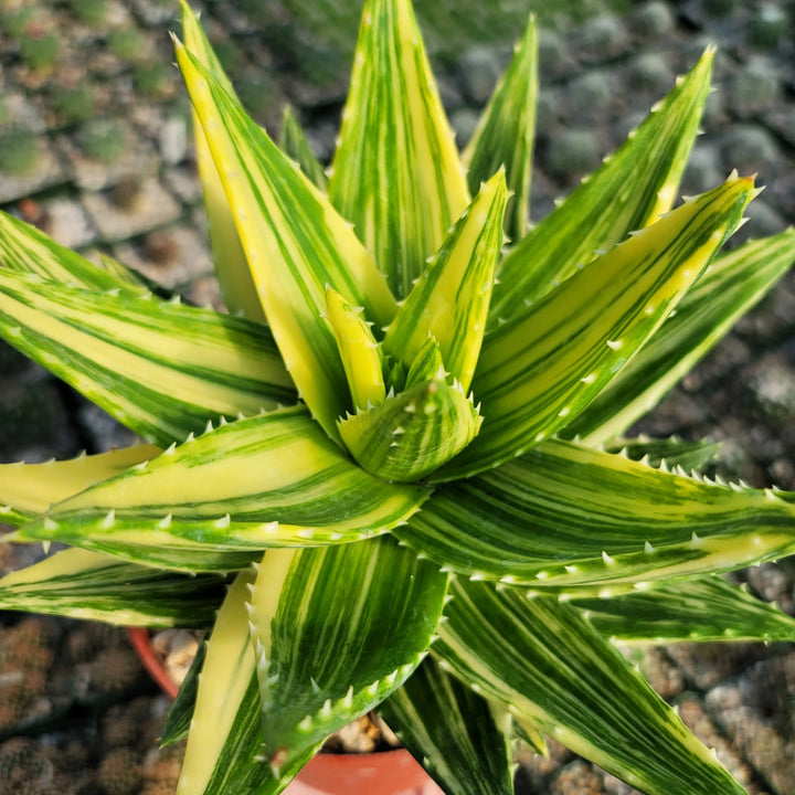 Gulgrøn Aloe Plantefrø til udplantning - 100 stk