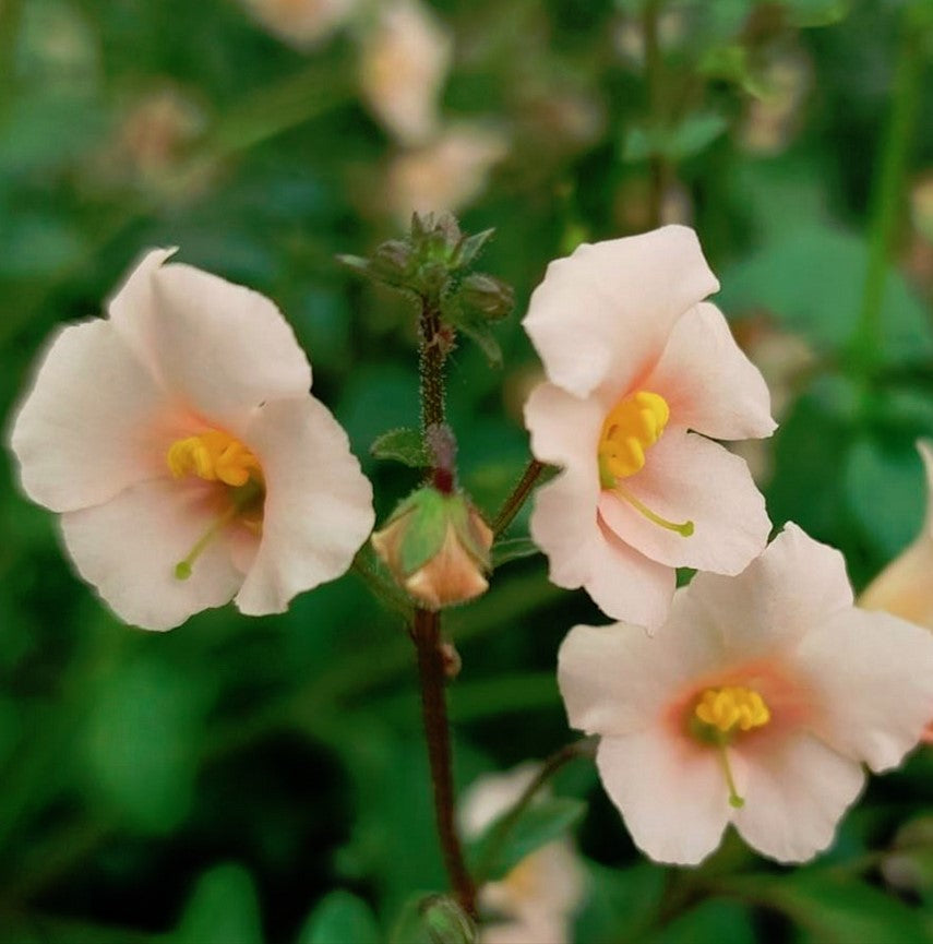 Heirloom Non-GMO Pink Alonsoa Flower Seeds – Delicate Garden Borders & Seasonal Planting