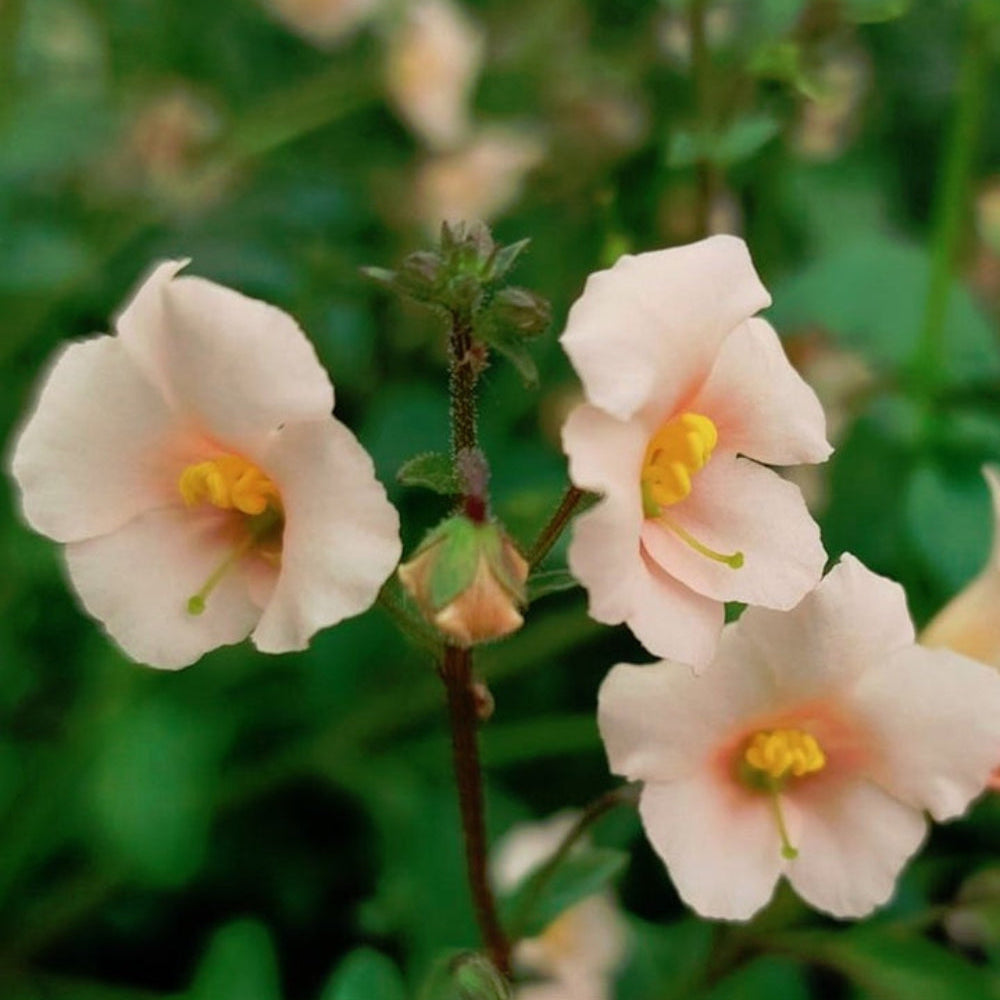 pink heirloom flower seeds
