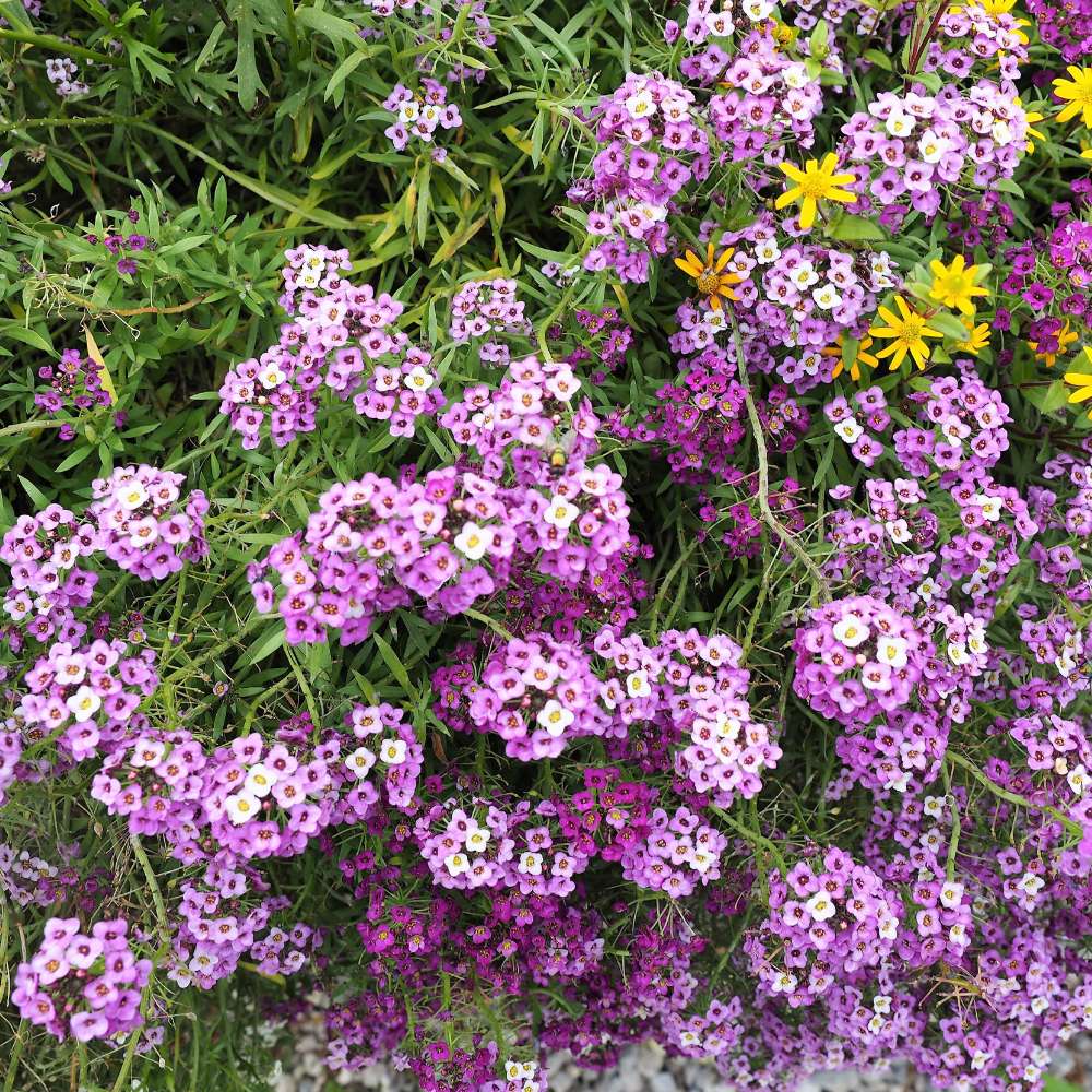 heirloom sweet flower seeds