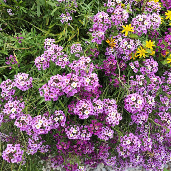 Heirloom Sweet Alyssum Flower For Planting Non Gmo Flower Seeds for Home Garden Planting, Blooming