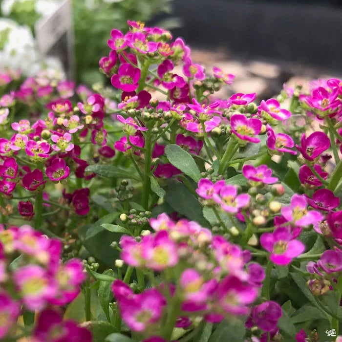 Heirloom Non-GMO Alyssum Ground Cover Flower Seeds for Planting – Fragrant Blooms for Borders & Landscapes