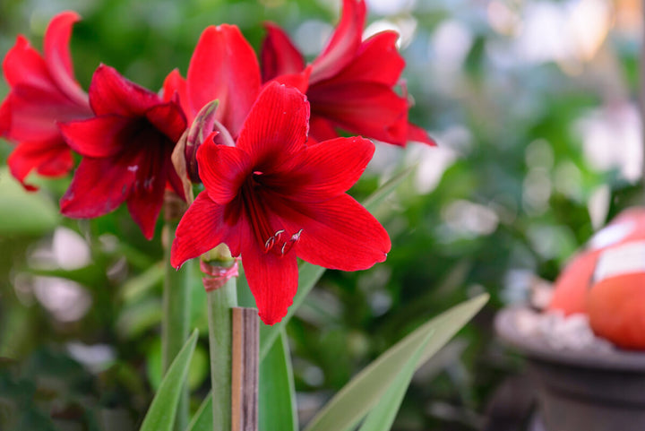 Heirloom Pink Amaryllis Flower Seeds for Planting - Non-GMO, High Germination Organic Large Blooming Garden Seeds