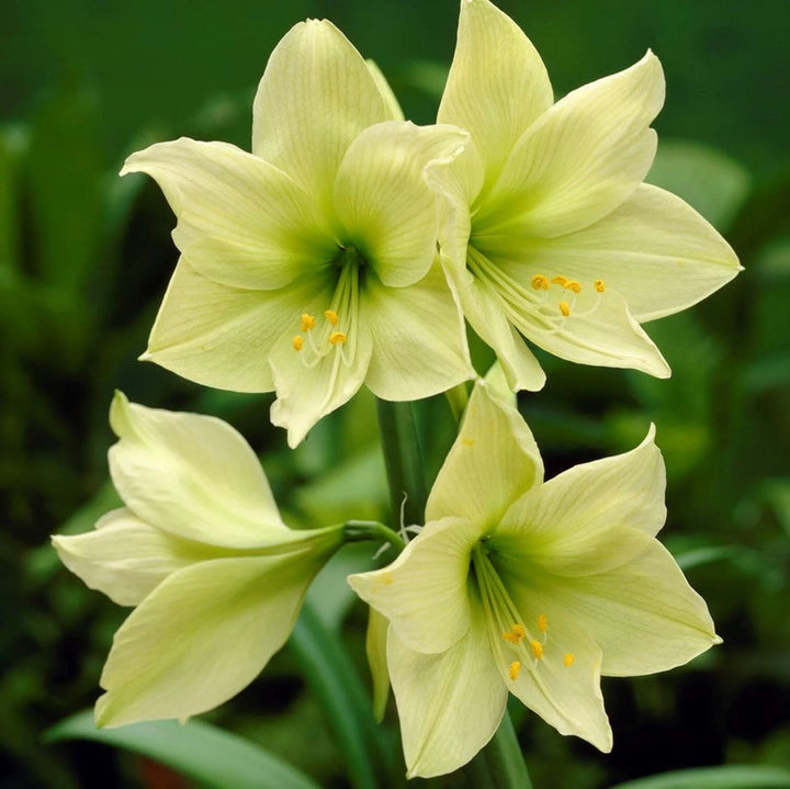 Light Green Amaryllis Flower Seeds for Planting – Heirloom, Non-GMO, High Germination Elegant Garden Blooms