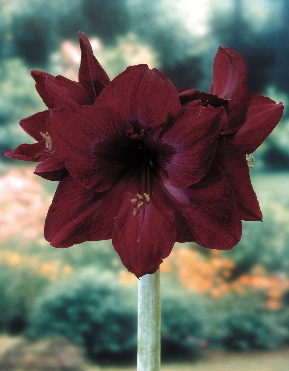 Heirloom Non-GMO Maroon Amaryllis Flower Seeds – Bold Blooming Bulb Seeds for Home Gardens