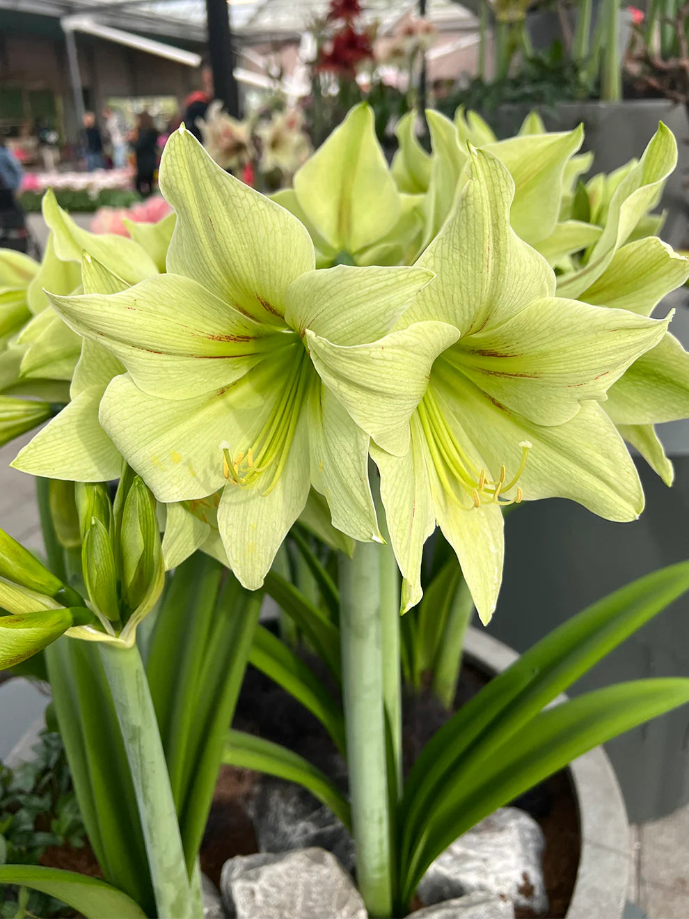 Light Green Amaryllis Flower Seeds for Planting – Heirloom, Non-GMO, High Germination Elegant Garden Blooms