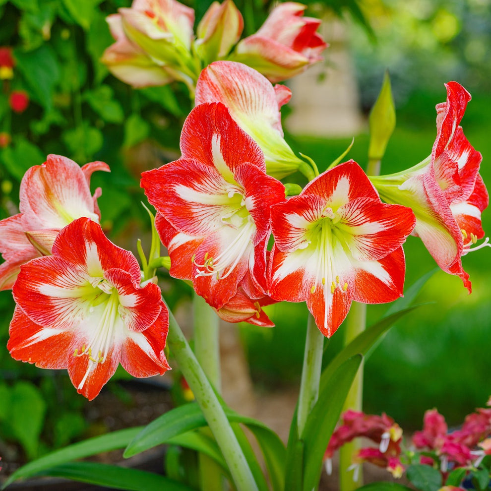 Amaryllis blomsterfrø til plantning, sund og levende, 100 stk