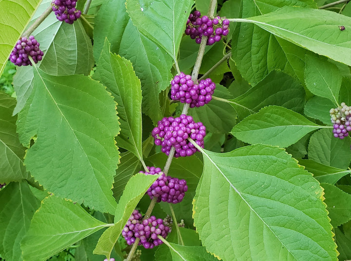 Violet Callicarpa Flower Seeds for Planting - 100 pcs