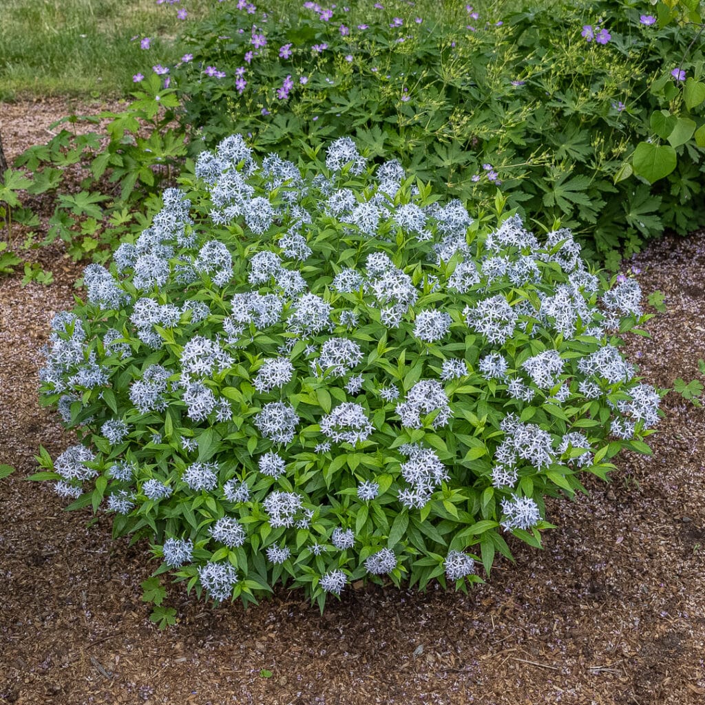 Amsonia blomsterfrø til plantning, arvestykke, ikke-GMO, 100 stk.