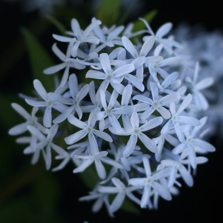 Amsonia blomsterfrø til plantning, arvestykke, ikke-GMO, 100 stk.