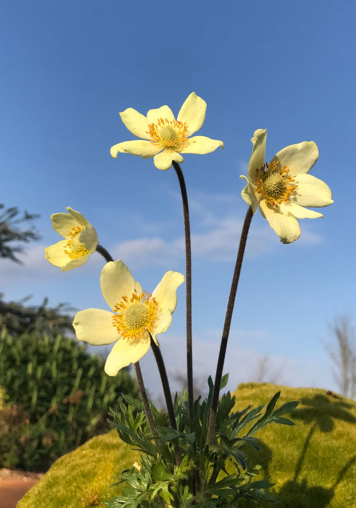 Yellow Anemone Pulsatilla Flower Seeds for Planting - 200 pcs