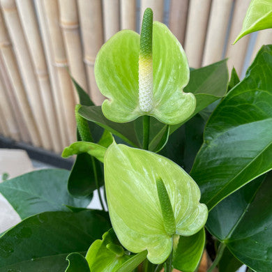 Pista Green Anthurium Flower Seeds for Planting - 100 pcs