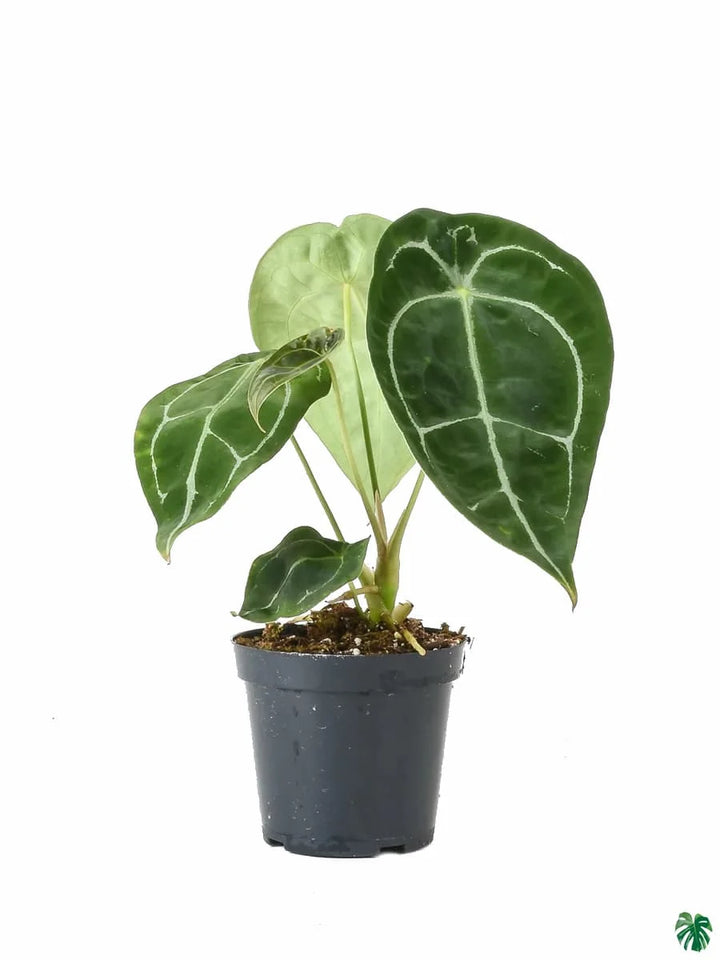 Anthurium forgetii Plant Seeds – Heirloom Non-GMO Organic Garden Seeds for Planting, High Germination Rate