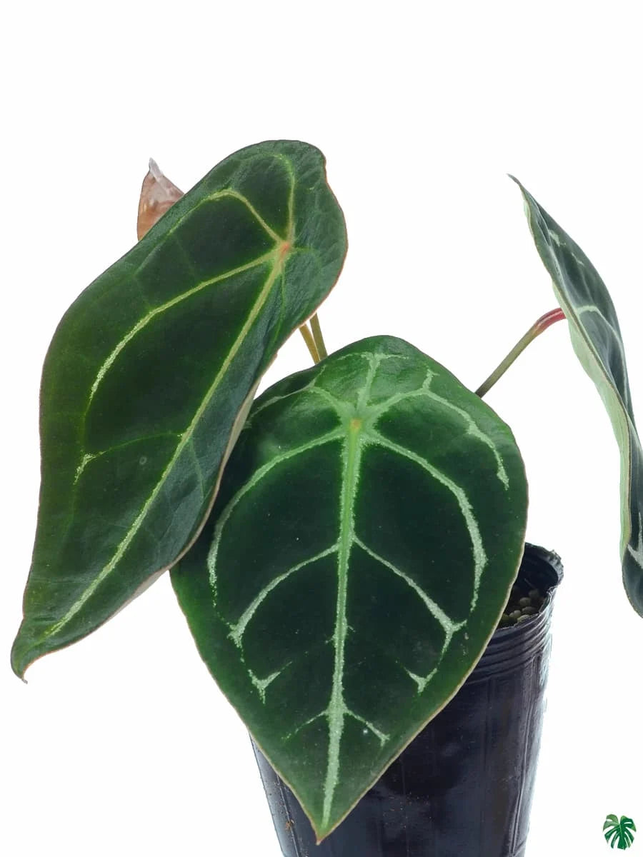 Anthurium forgetii Plant Seeds – Heirloom Non-GMO Organic Garden Seeds for Planting, High Germination Rate