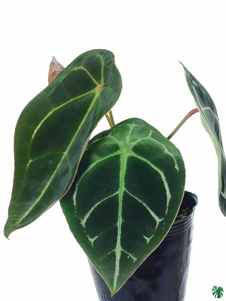 Anthurium forgetii Plant Seeds – Heirloom Non-GMO Organic Garden Seeds for Planting, High Germination Rate
