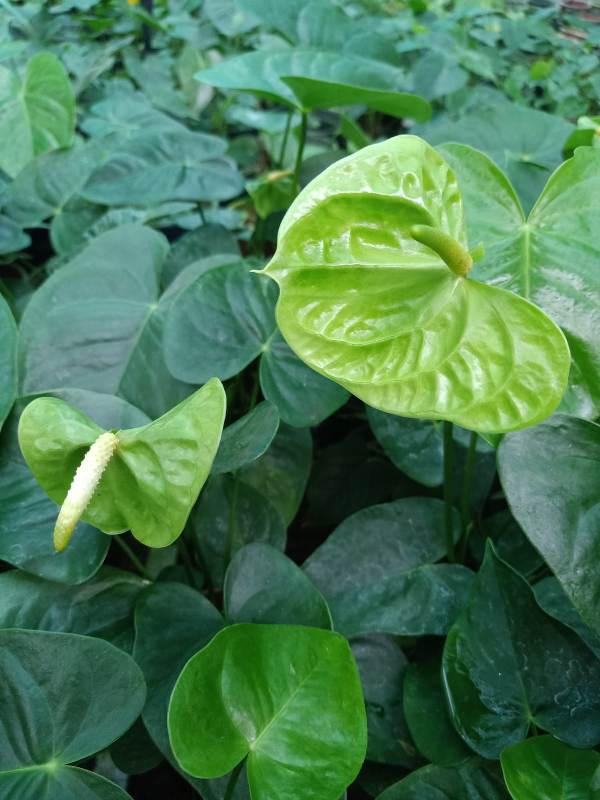 Green Anthurium Flower Seeds - 100 pcs