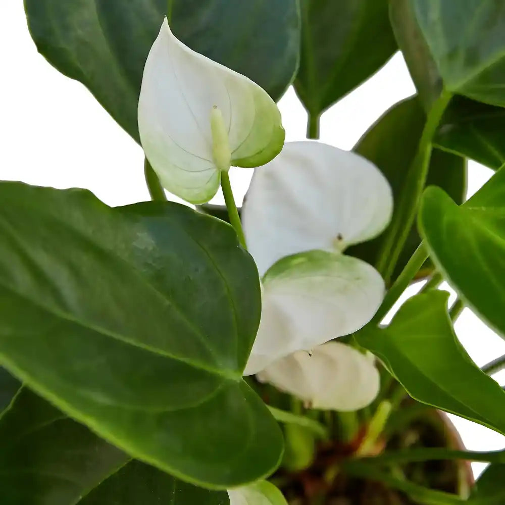 White Green Anthurium Flower Seeds for Planting – Heirloom, Non-GMO, Exotic High Germination Garden Seeds
