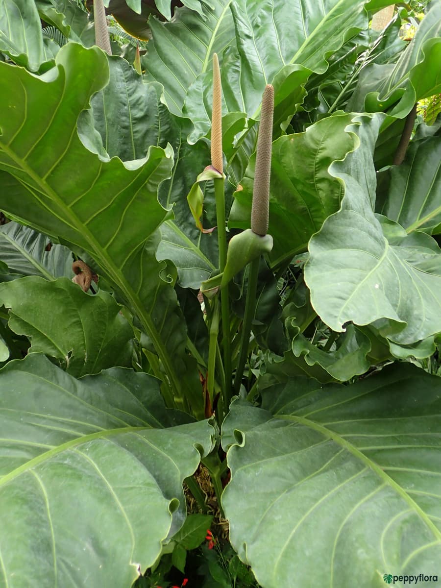 Anthurium Hookeri Plant Seeds - Heirloom and Non-GMO garden seeds  for Planting