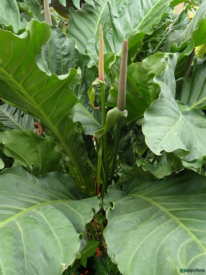 Anthurium Hookeri Plant Seeds - Heirloom and Non-GMO garden seeds  for Planting