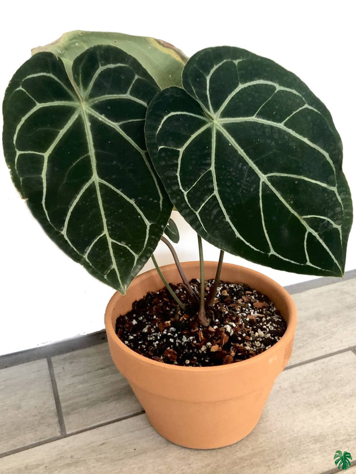 Anthurium Magnificum Plant Seeds for Planting – Heirloom Non-GMO, High Germination Organic Garden Seeds