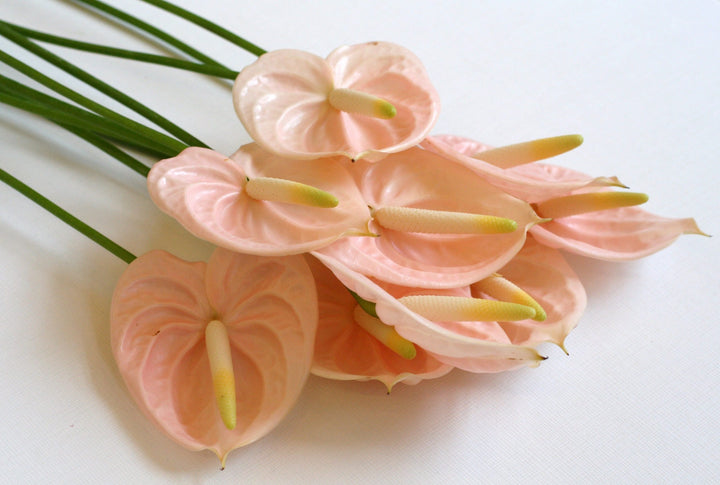 Peach Anthurium Flower Seeds for Planting – Heirloom, Non-GMO, High Germination Tropical Garden Seeds