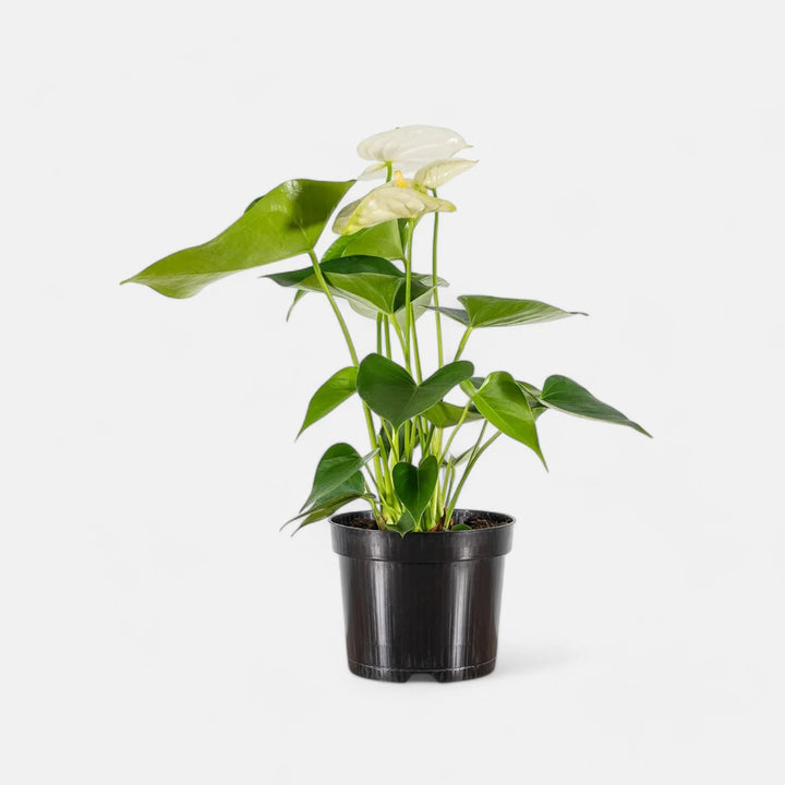 Anthurium Andraeanu Hvide Blomsterfrø til Plantning 100 stk