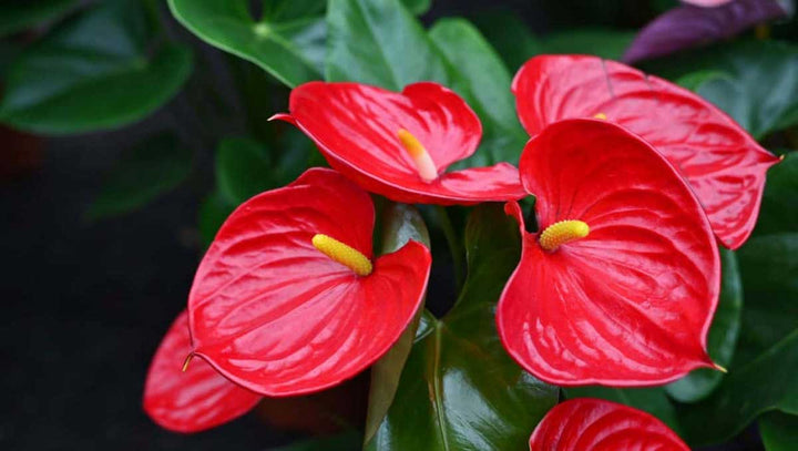 Red Anthurium scherzerianum Flower Seeds for Planting - Heirloom and Non-GMO garden seeds