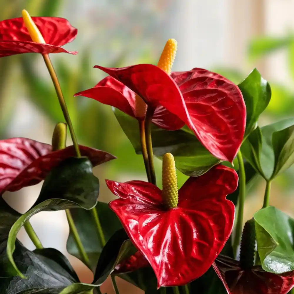 anthurium plant seeds Deep Red Anthurium Flower Seeds for Planting – Heirloom, Non-GMO, High Germination Organic Garden Seeds