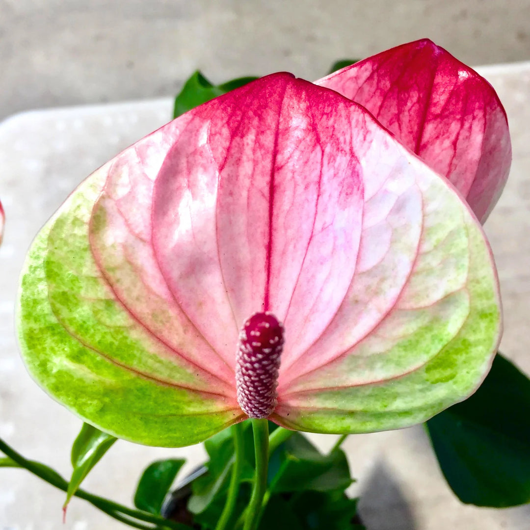 Anthurium Pink Green Flower Seeds for Planting 100 pcs