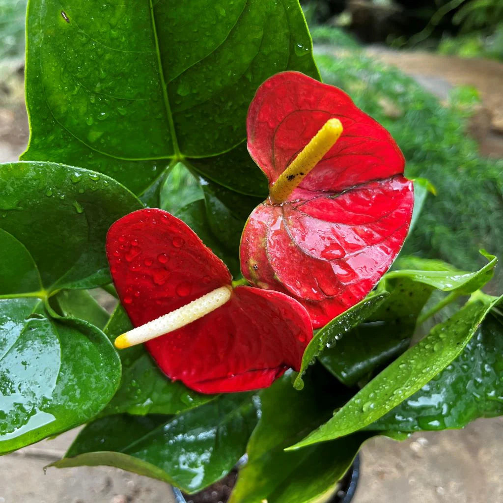 Deep Red Anthurium Flower Seeds for Planting – Heirloom, Non-GMO, High Germination Organic Garden Seeds