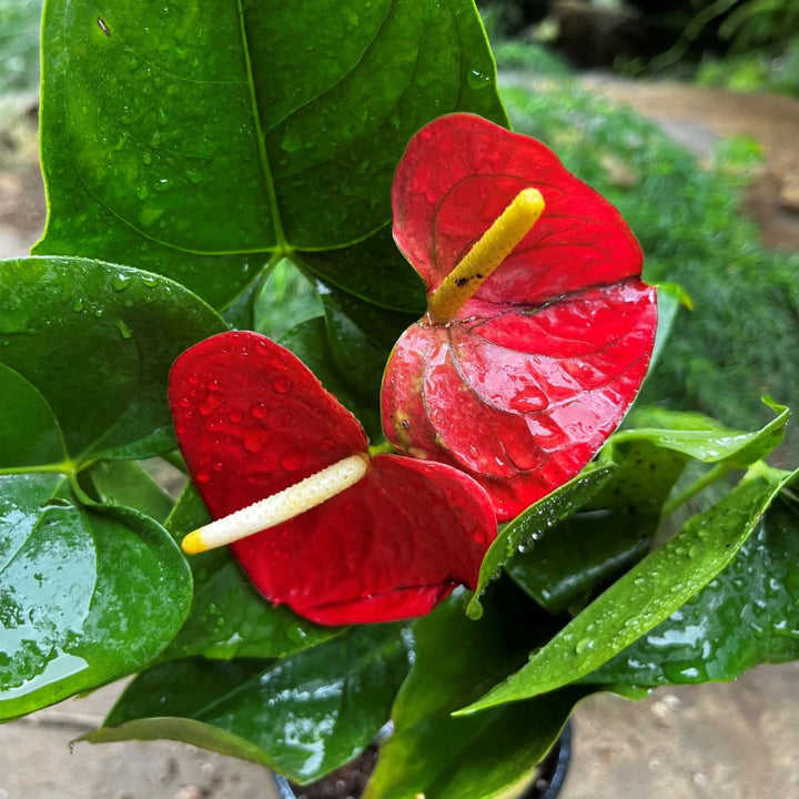 Deep Red Anthurium Flower Seeds for Planting – Heirloom, Non-GMO, High Germination Organic Garden Seeds